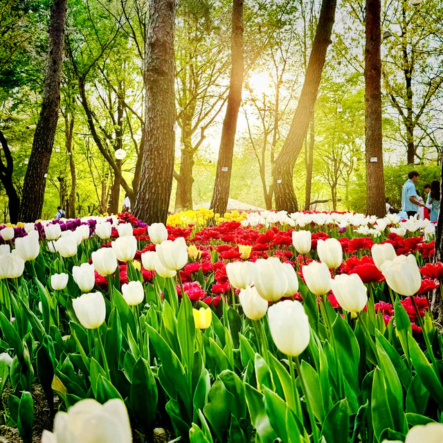Tulip Garden at Seoul Forest 💐🌷