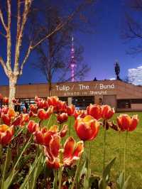 ดอกทิวลิปที่ The Bund เซี่ยงไฮ้