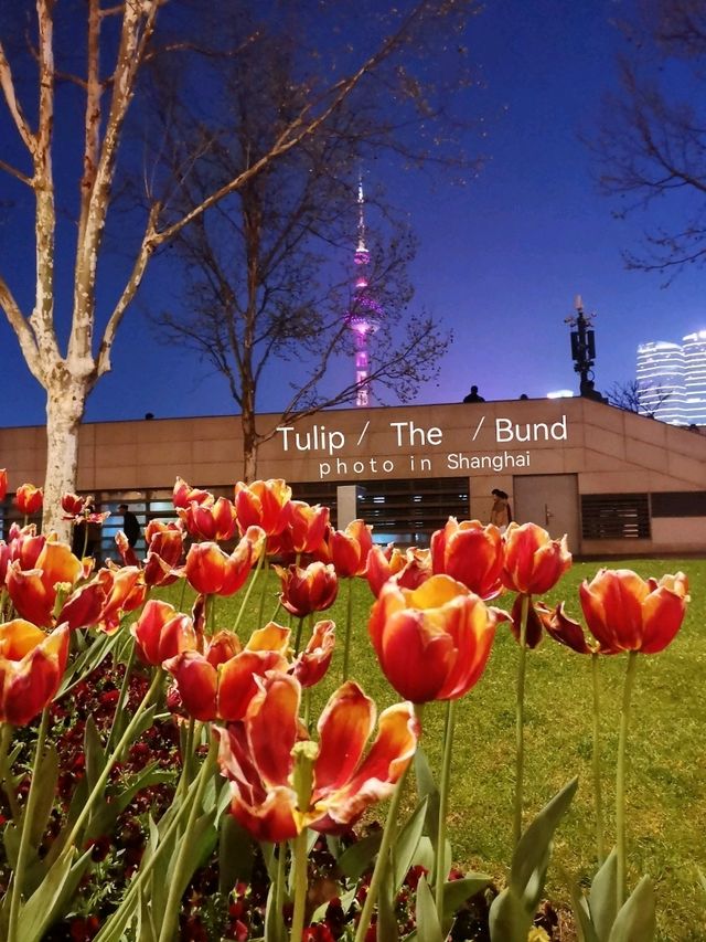 ดอกทิวลิปที่ The Bund เซี่ยงไฮ้