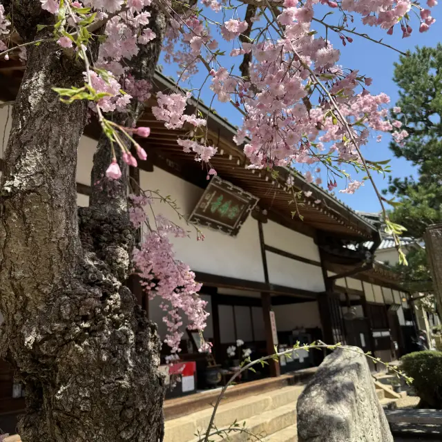 隱藏在溫泉小街的櫻花美景