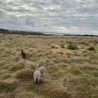 Phillip island day trip
