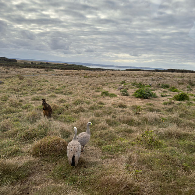 Phillip island day trip