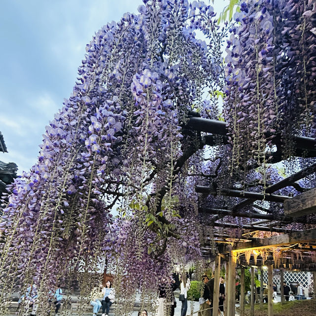 Wisteria garden in Niigata prefecture 