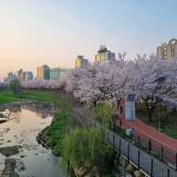 Sakura Sunsets in Seoul