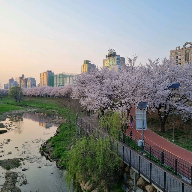 Sakura Sunsets in Seoul