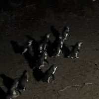 澳洲墨爾本必去親子景點 菲利普島觀賞神仙企鵝歸巢