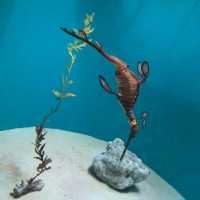 COEX商場內巨型水族館：海底奇景
