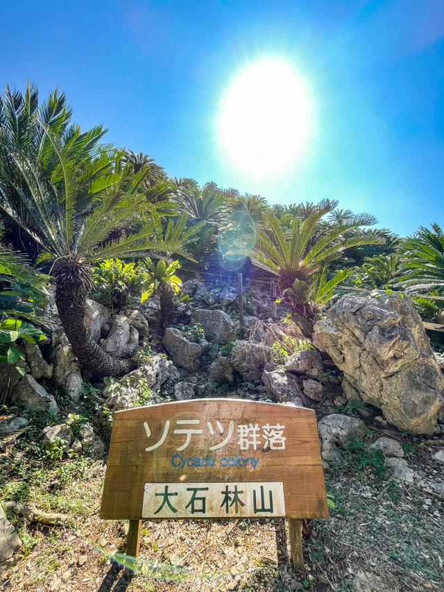 【沖縄】国頭村 やんばるの自然を堪能できるパワースポット！