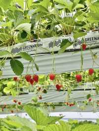 【淡路島】いちごを見上げながらピクニック『GREENARIUM』🍓