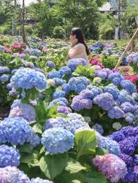 【熊本】本当は秘密にしたい！穴場あじさい畑