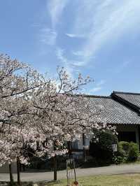 福岡後花園～終於見到油菜花田