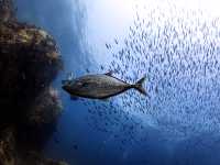 เรียนดำน้ำลึกกับ Koh Tao Scuba Club