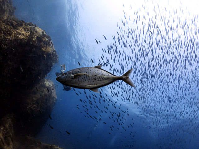 เรียนดำน้ำลึกกับ Koh Tao Scuba Club