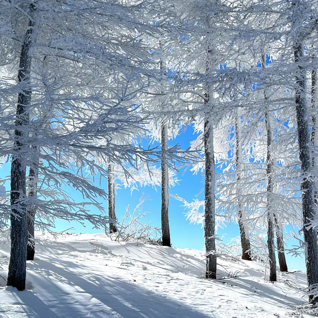 【札幌】比羅夫滑雪場：雪質優質，冬季必遊景點