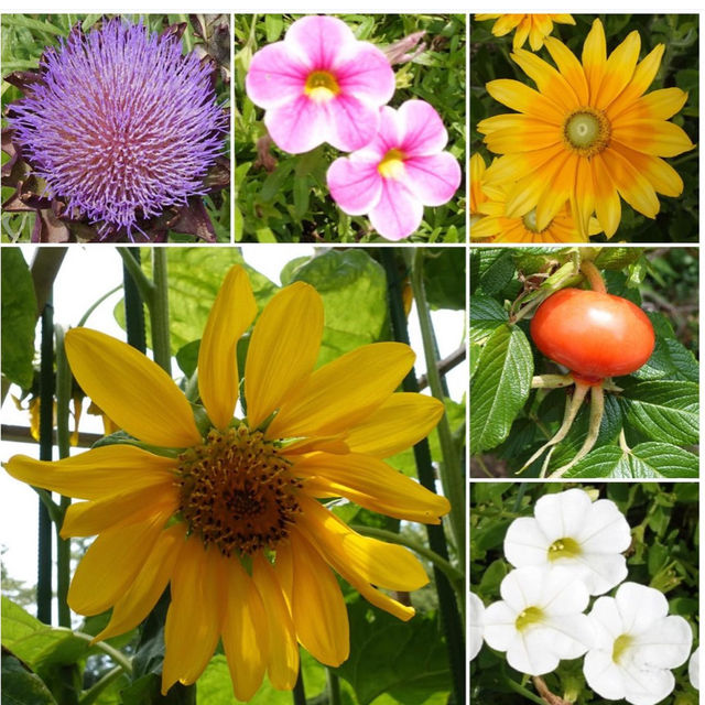 【福岡観光】色とりどりのお花が魅力的な植物園