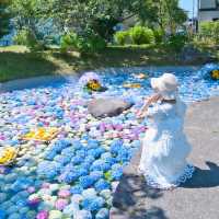 【神奈川】とても美しいあじさい祭り！