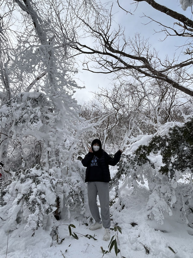 제주도 겨울 필수코스 ‘1100고지’❄️