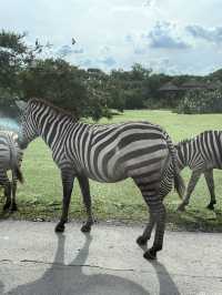 【泰國曼谷】Safari World：動物互動, 絕對好玩！