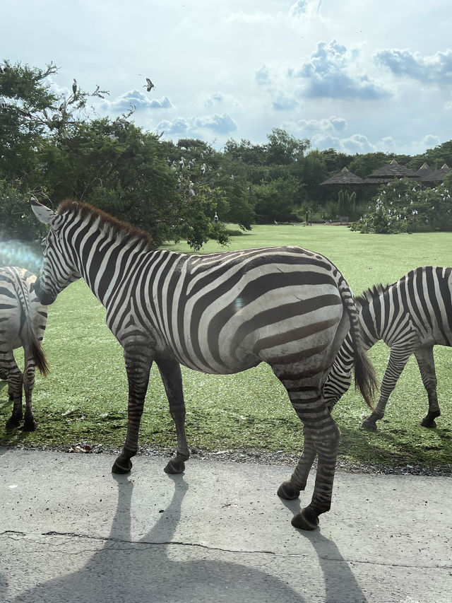【泰國曼谷】Safari World：動物互動, 絕對好玩！