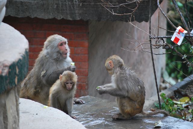 Namaste, Swayambhunath Stupa