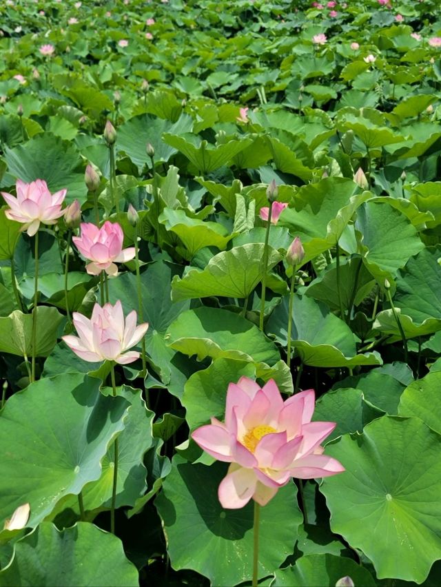 아라연꽃 피는 함안연꽃테마파크🩷