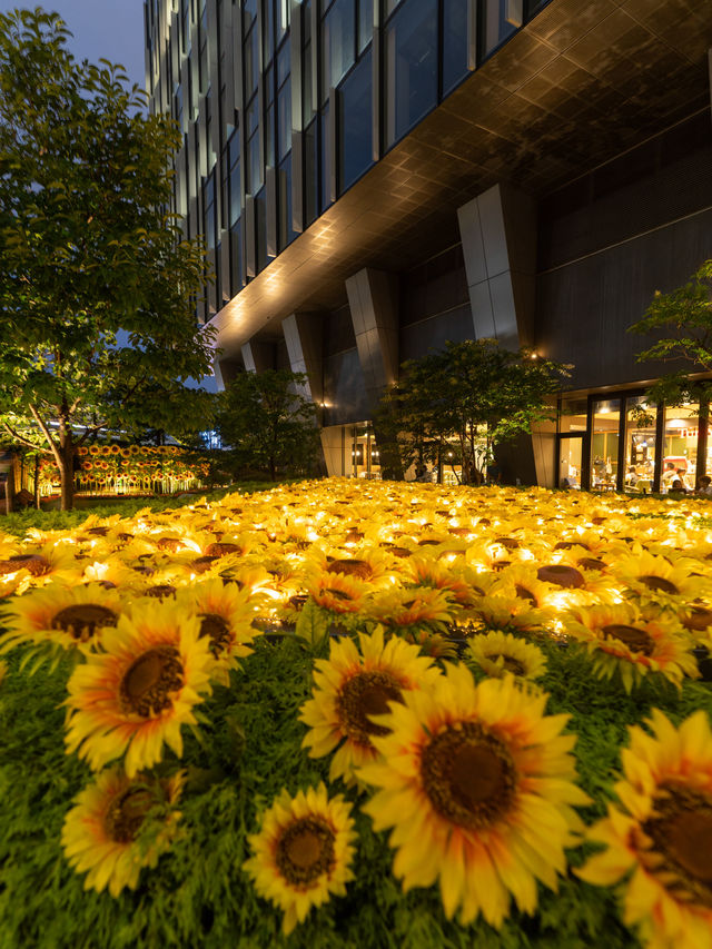 🌻大都会の真ん中に咲く乱れるひまわり畑 ひまわりスカイガーデン2024開催中 ライトアップ版