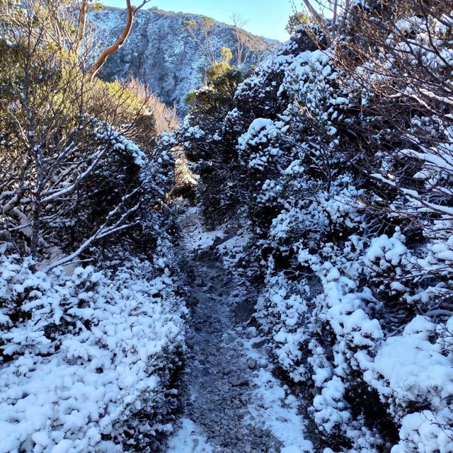 the best of Tassie