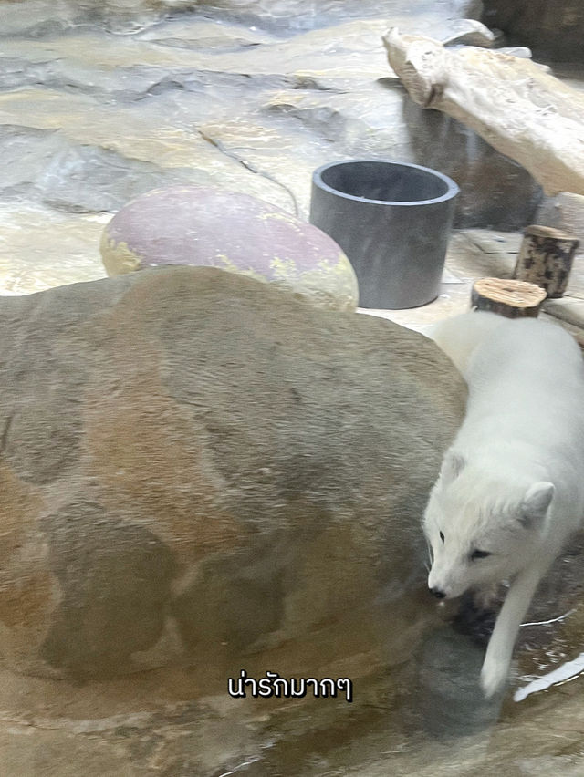 ไปดูจิ้กจอกอาร์กติกที่ฮ่องกงกัน 🦴
