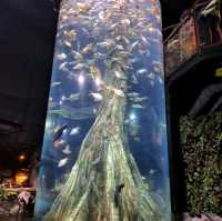 🌊 Dive into the Depths of Aquaria KLCC! 🌊