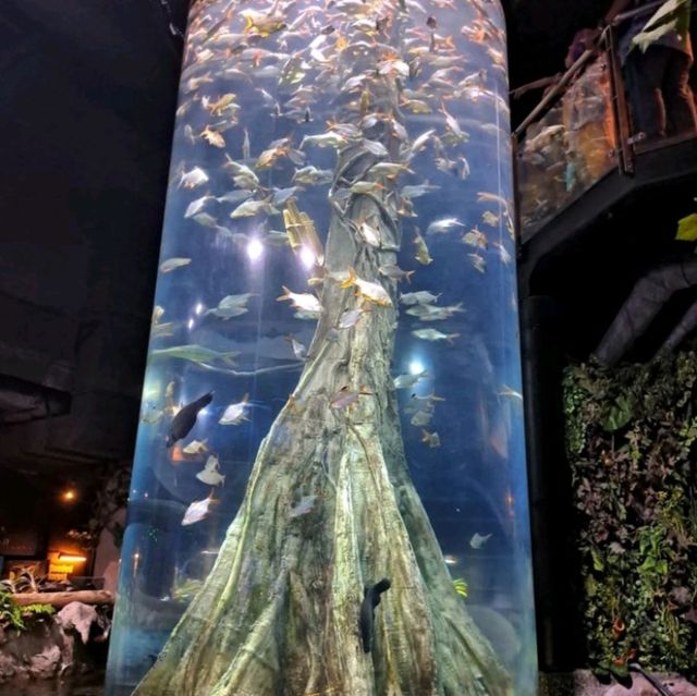 🌊 Dive into the Depths of Aquaria KLCC! 🌊