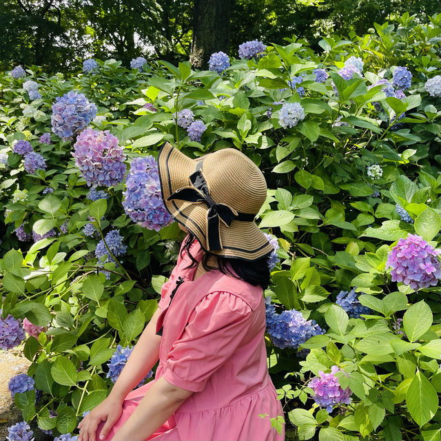 ชมไฮเดรนเยียที่Nagai Park โอซาก้า
