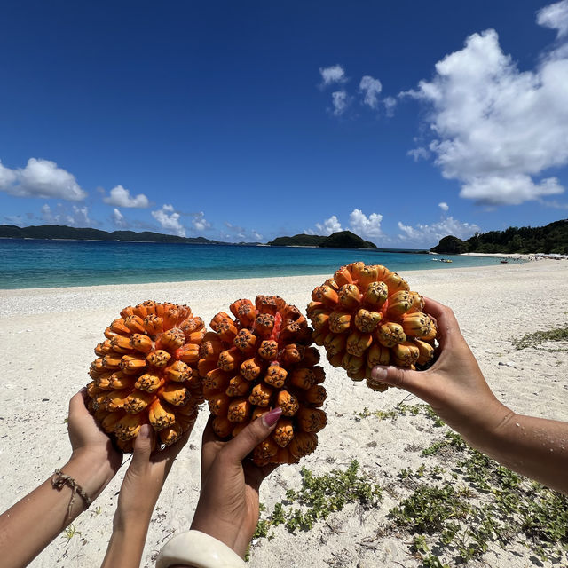 Dive into Okinawa Marine 