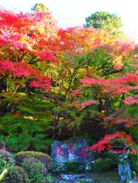 感動の紅葉が見れる🥺🍁香嵐渓🍁🥺