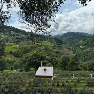 Wang Phut Tan Tea Plantation, Doi Mae Salong
