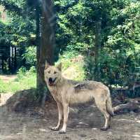 圓山（円山）動物園-交通方便，值得參觀的親子景點
