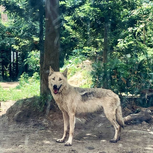 圓山（円山）動物園-交通方便，值得參觀的親子景點