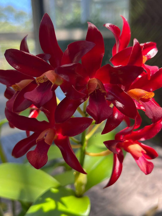 高知 / 朝ドラのモデル！牧野植物園