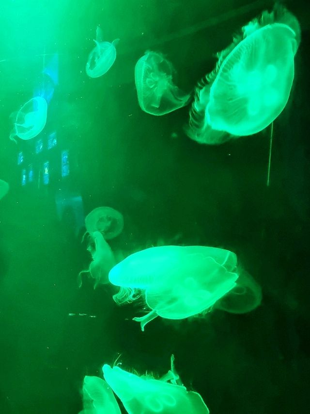 𝐁𝐚𝐧𝐠𝐬𝐚𝐞𝐧 𝐀𝐪𝐮𝐚𝐫𝐢𝐮𝐦 🐟🐠