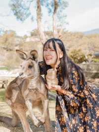 📍Bonorong Wildlife Sanctuary