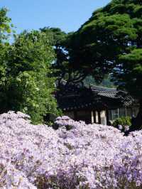 개미취 🌺🪻🌼🌸축제 여행 계획할때에요~ 