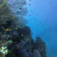 Exploring the Underwater Paradise of Savusavu, Fiji