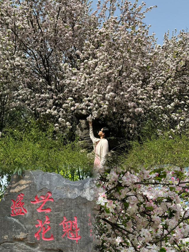 Springtime Bliss: Exploring China's National Flower Garden During the Peony Festival