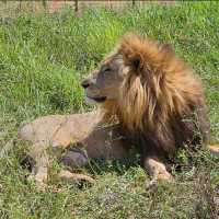 The Lion’s Kingdom Without the Crowds