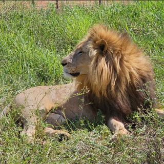 The Lion’s Kingdom Without the Crowds