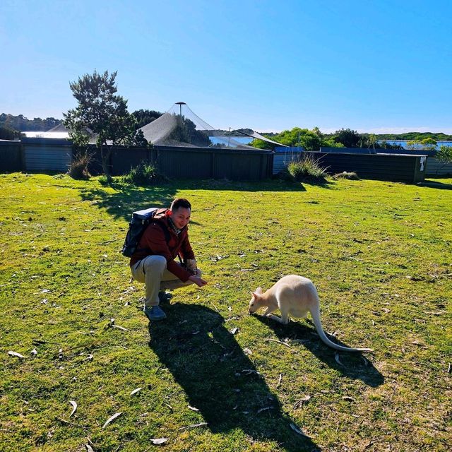 Experience Tasmania’s Wildlife at East Coast Natureworld, Bicheno
