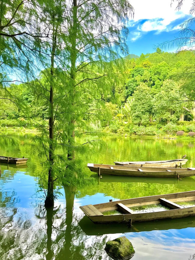 《郊遊》【深圳仙湖植物園】豐富植物景觀，化石森林展示自然奇觀。適合郊遊、中式園林愛好者