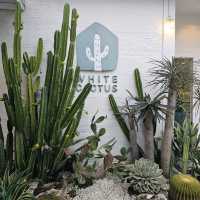 ร้าน WHITE CACTUS คาเฟ่บรรยากาศดี