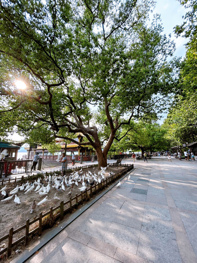 Discovering the Serenity of Hangzhou's West Lake