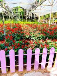 Flowers in Bloom at Genting Strawberry Leisure Farm