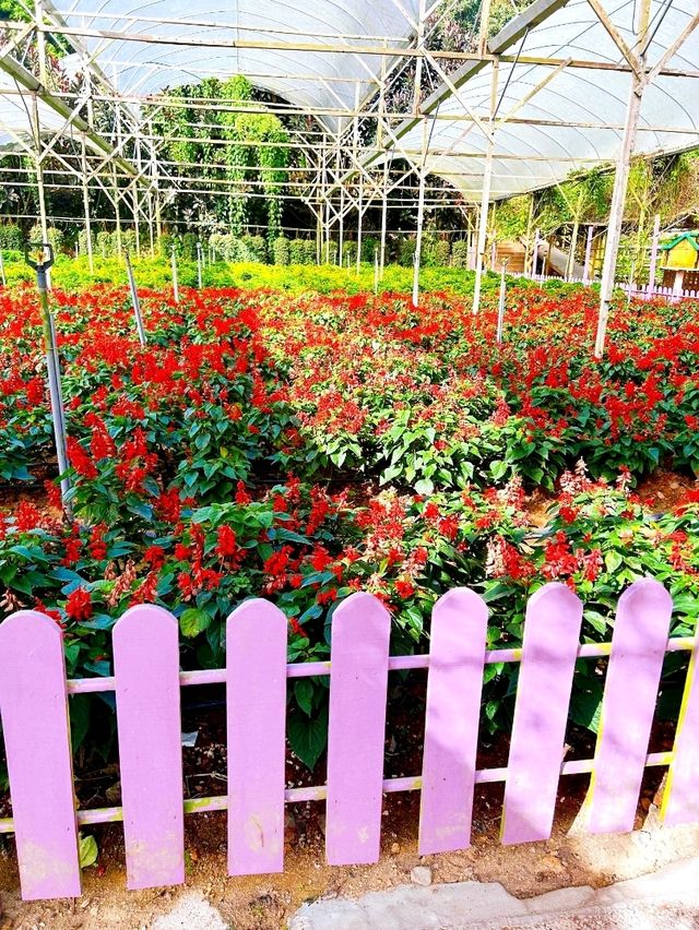 Flowers in Bloom at Genting Strawberry Leisure Farm